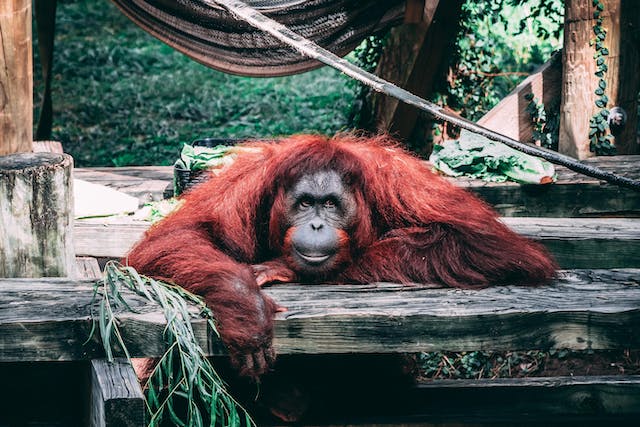 Exploring Borneo: A Dream Destination