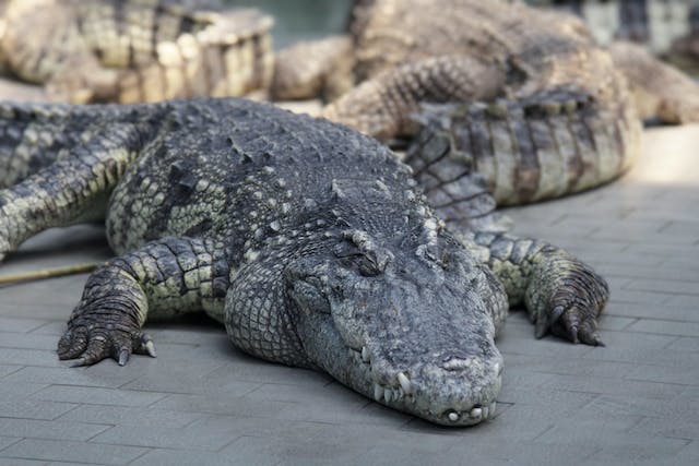 Nile Crocodiles: Living Fossils